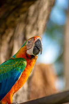 parrot photo