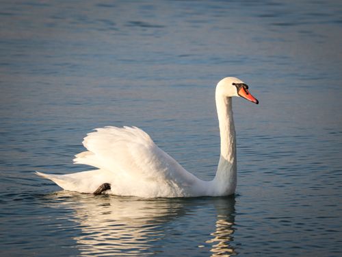 Free Serene image of a white swan gracefully swimming on a calm lake under daylight. Stock Photo