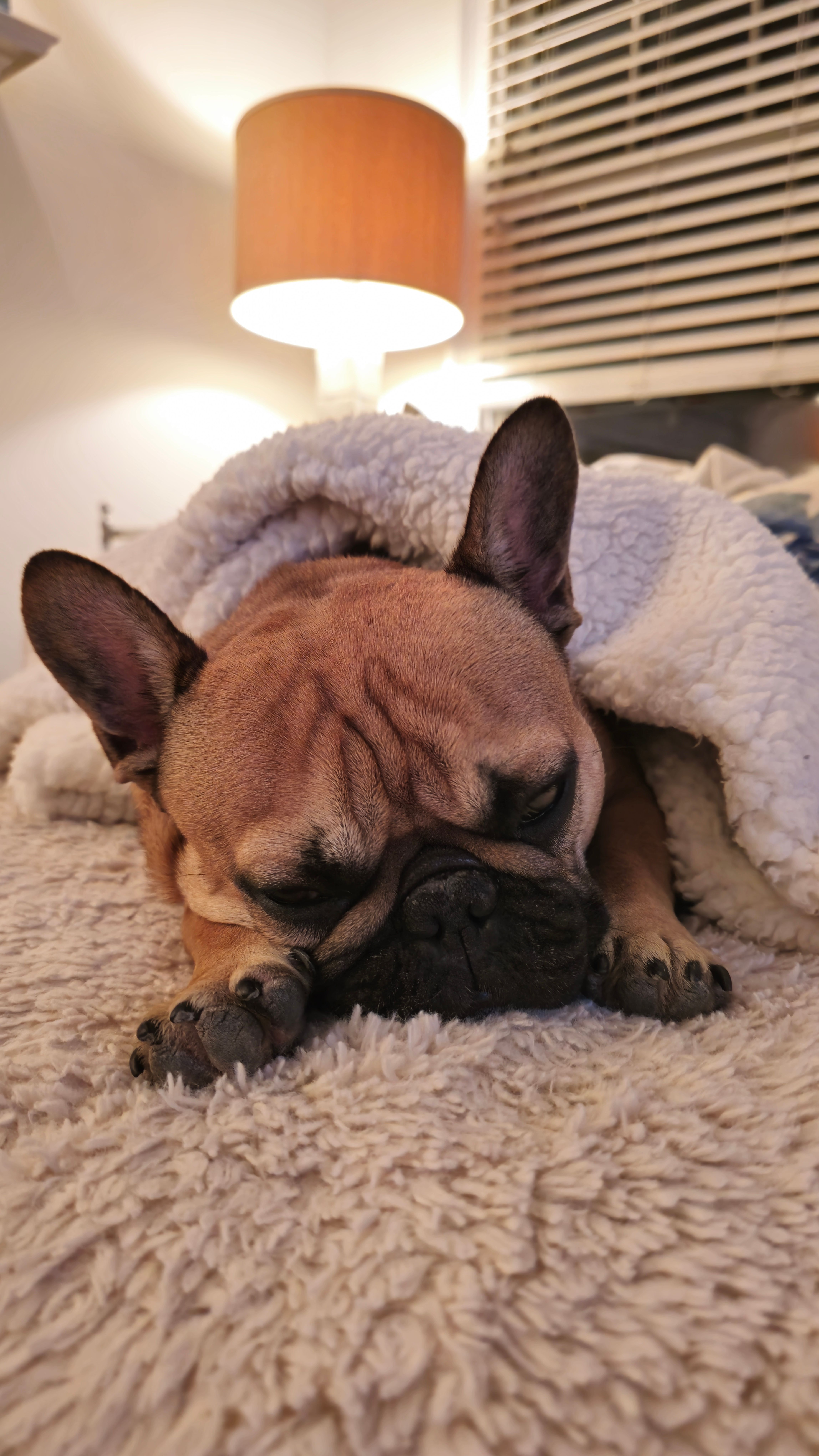 Cozy home environment for bulldog