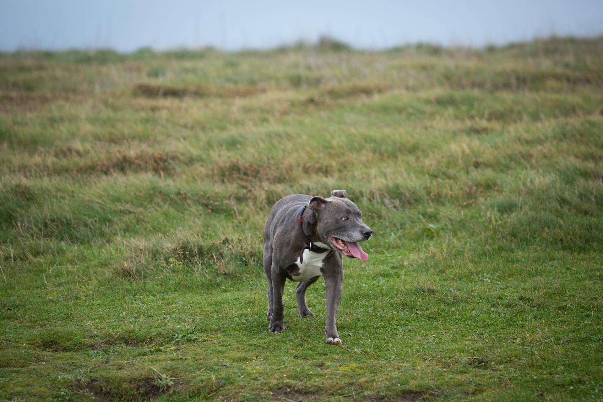 Playful grey dog enjoying a run in an open grassy field in England on a cool day.