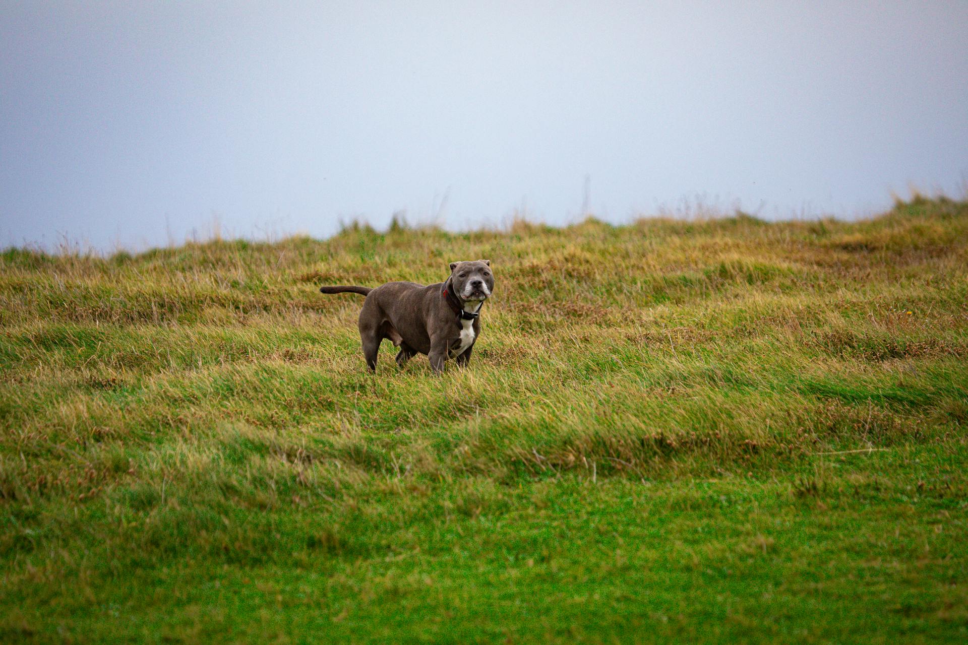 A Staffordshire Bull Terrier standing on a lush green meadow in England.