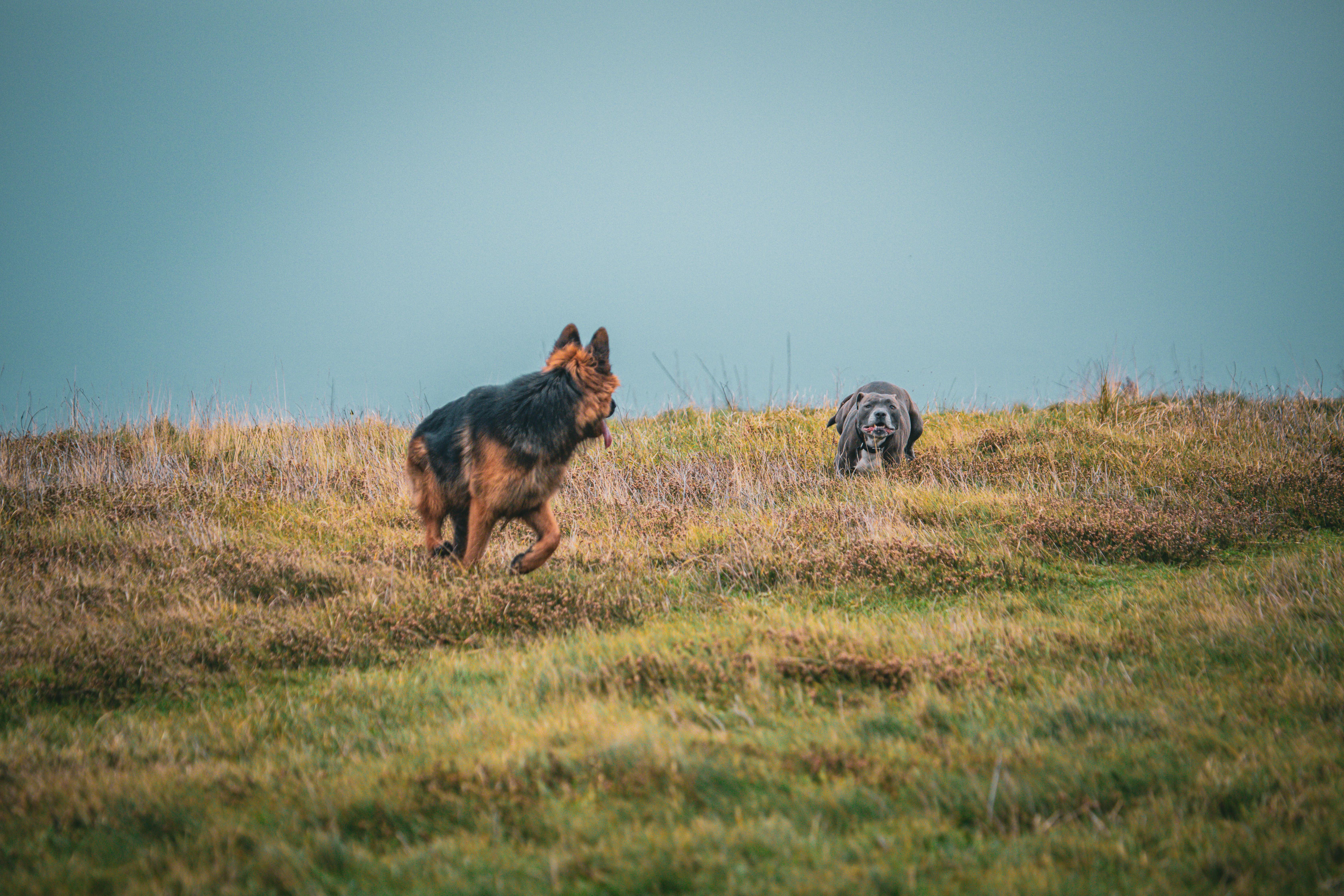 playful dogs on a grassy meadow in england