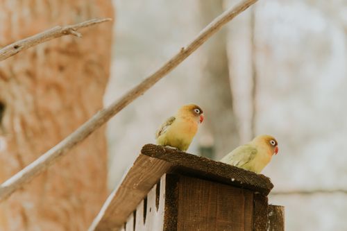 Free Two vibrant lovebirds perched on a wooden birdhouse in a serene outdoor setting. Stock Photo