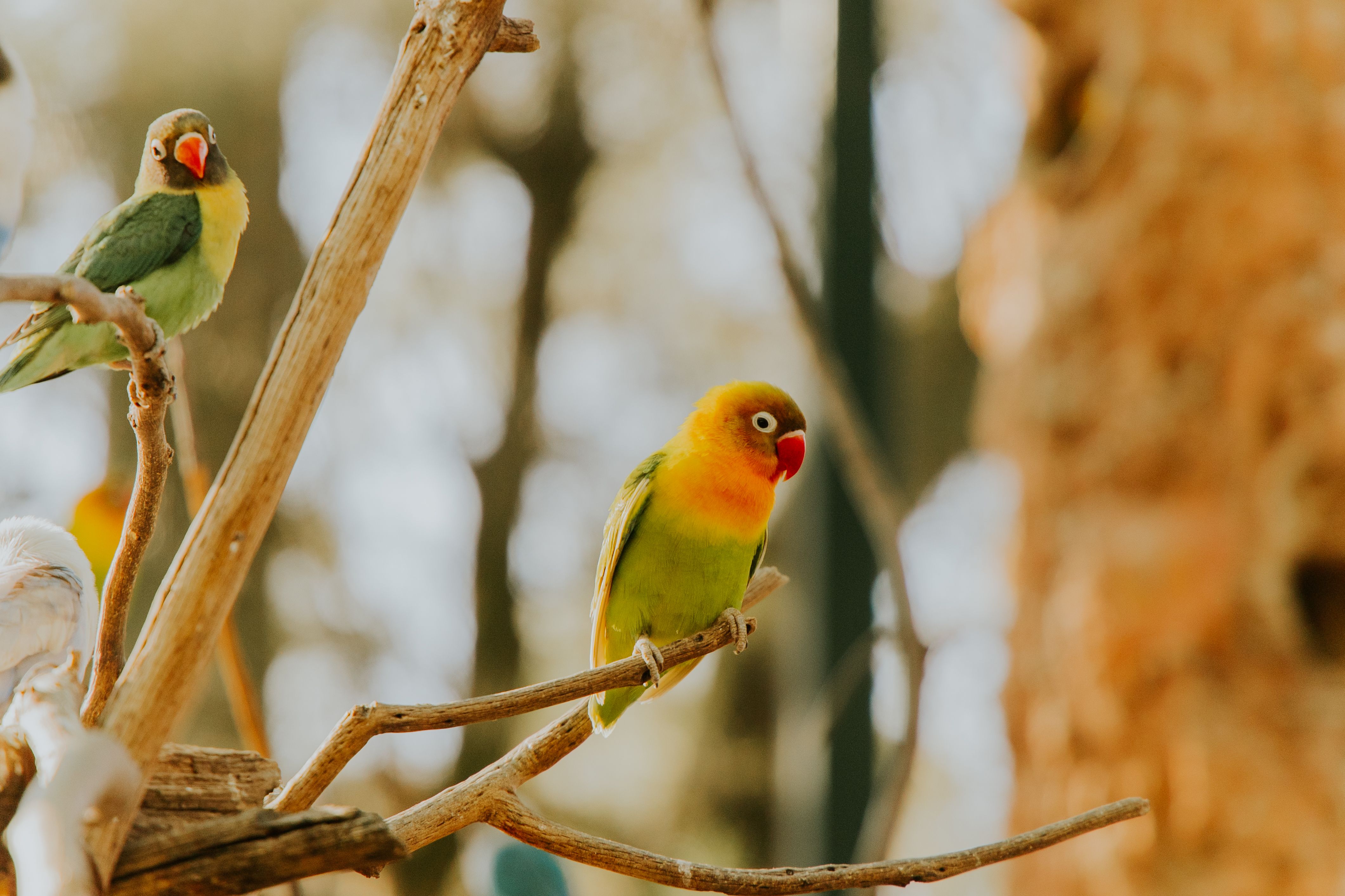 Vibrant lovebirds perched on tree branches in a natural setting, showcasing bright feathers.