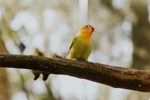 Free Colorful lovebird on a branch with blurred natural background. Stock Photo