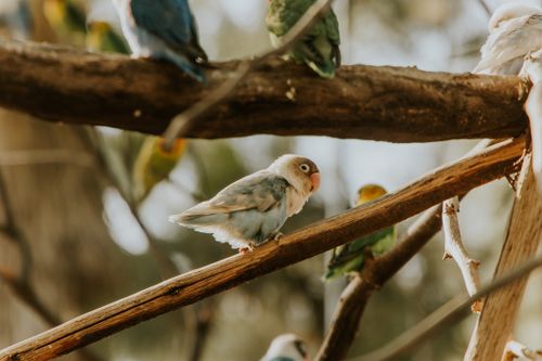 Free Vibrant parrots resting on branches in a natural outdoor setting. Stock Photo