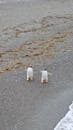 Gentoo Penguins Walking on Pebbled Beach