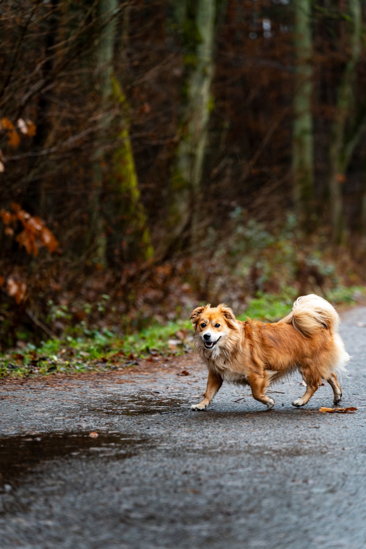 A Dog on the Road · Free Stock Photo