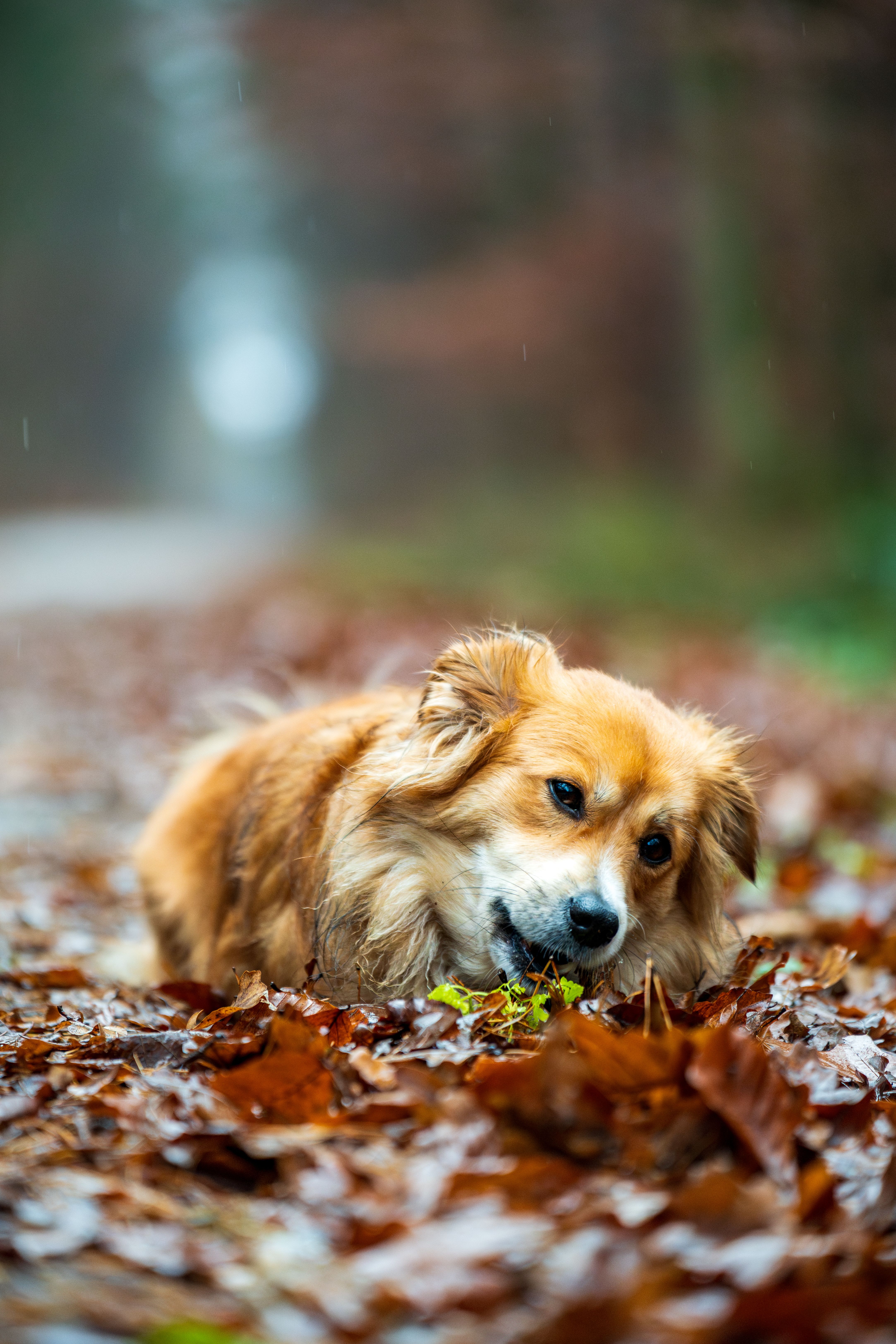 Cute dog lying among colorful autumn leaves in a tranquil forest setting.