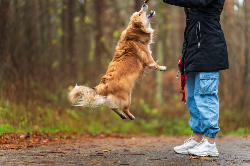 Sonbahar ormanında enerjik şekilde koşan bir köpek