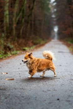 A fluffy dog joyfully walks down a serene forest path, embodying freedom and adventure.