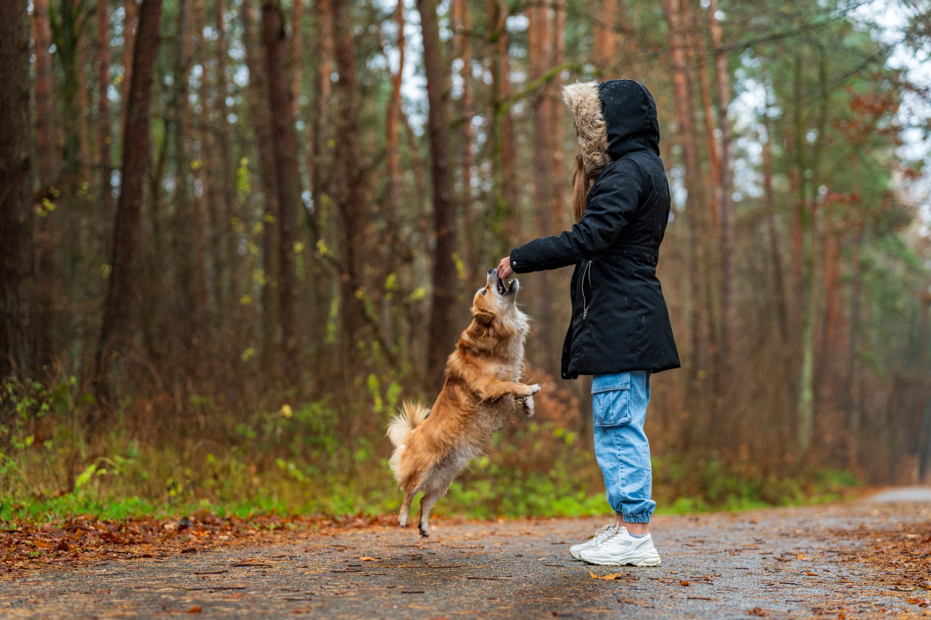 What Is a Pet Health Passport (And Do You Need One?)