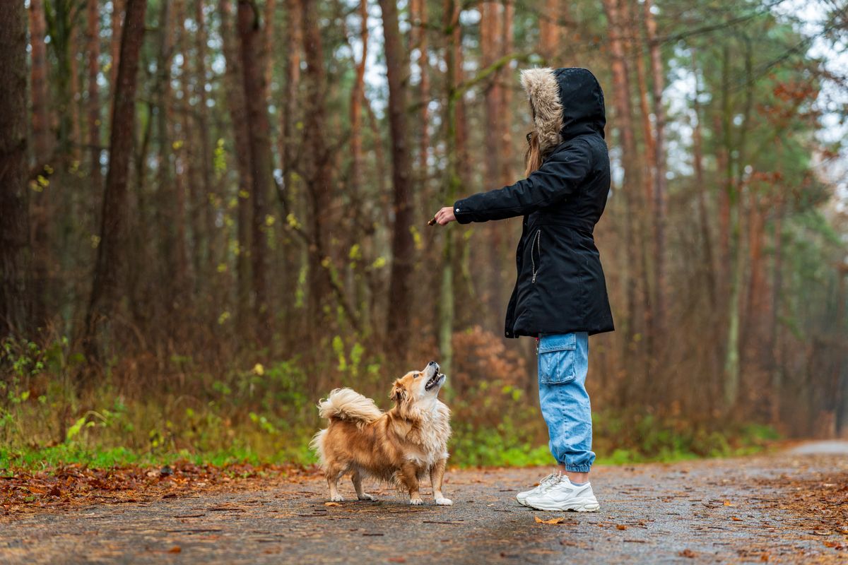 Apprendre le rappel à son chien : méthode simple - Apprendre le rappel à son chien : la méthode simple en plusieurs étapes