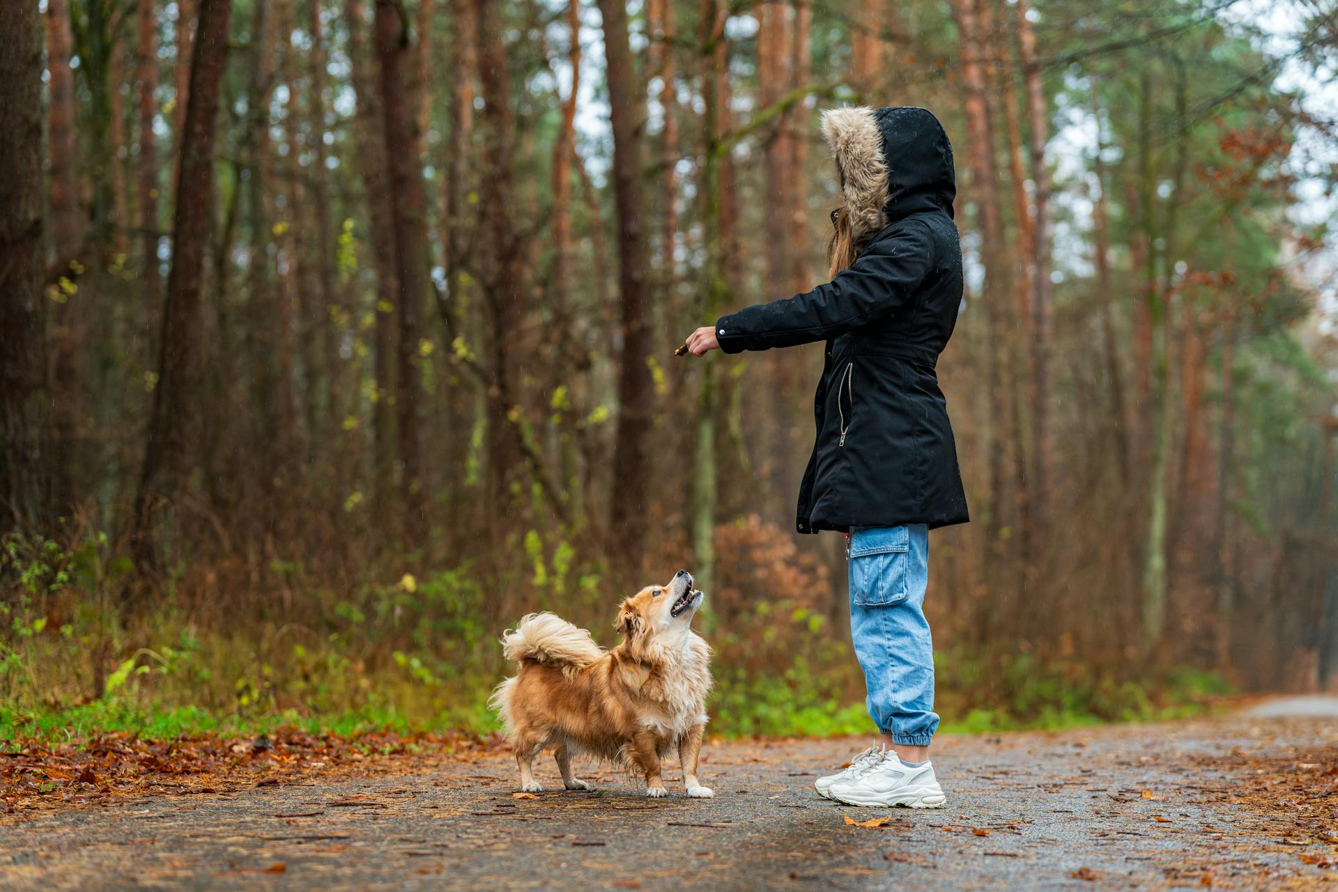 Woman training her dog on a forest path during fall. Engaged interaction in nature.