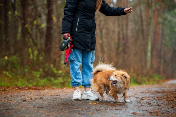 A person walking a small dog along a wet woodland path