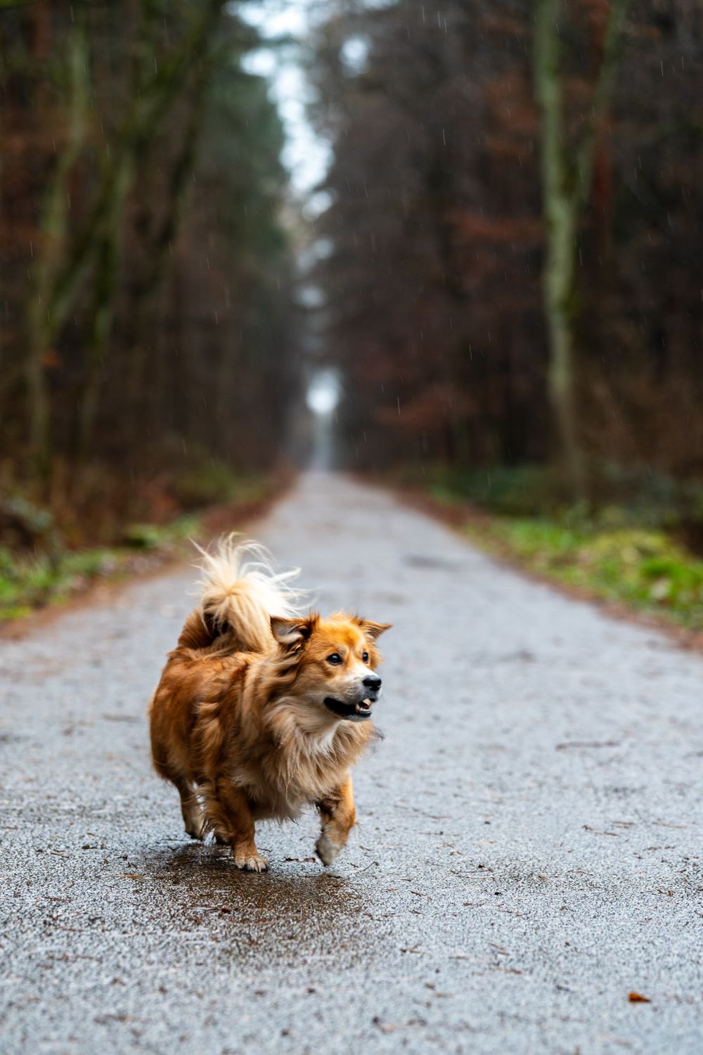 Dog walking on a forest trail in soft rain