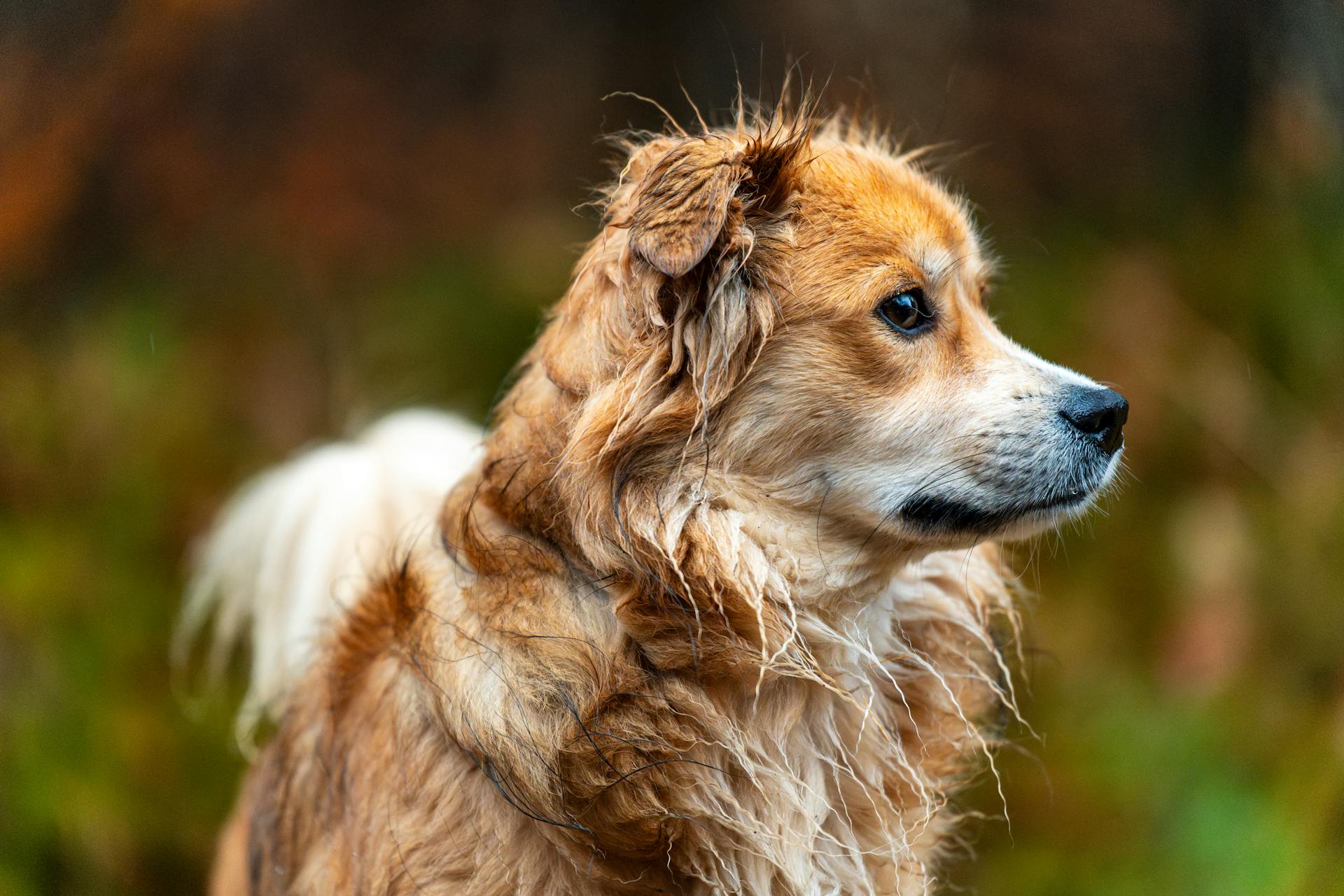 A wet, fluffy dog with golden fur captured in a natural setting, showcasing its side profile.