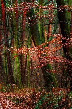 Beautiful autumn forest with vibrant red leaves and green mossy trees.