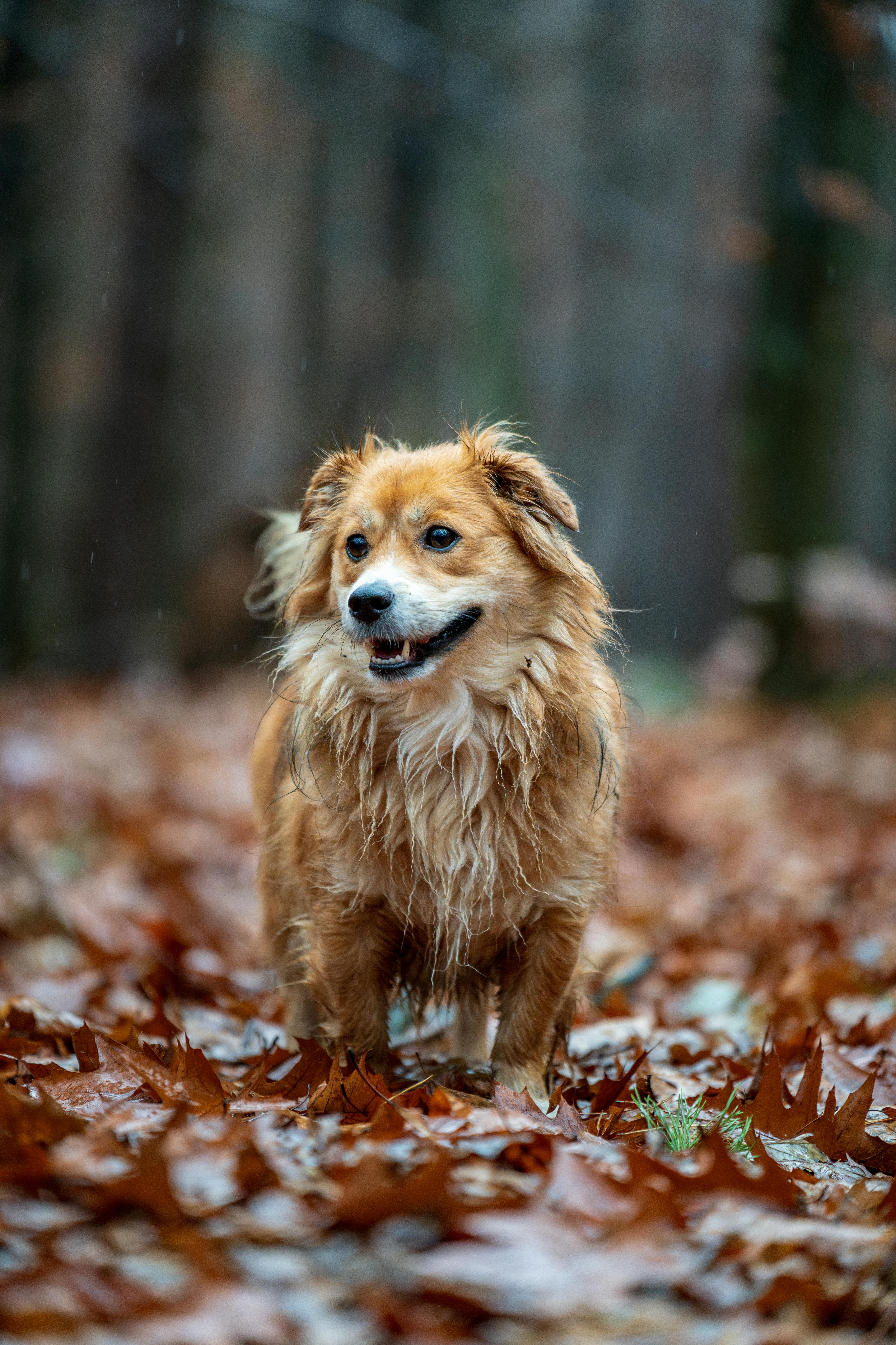 Are All Dog Noses Wet? Exploring the Variability Among Breeds