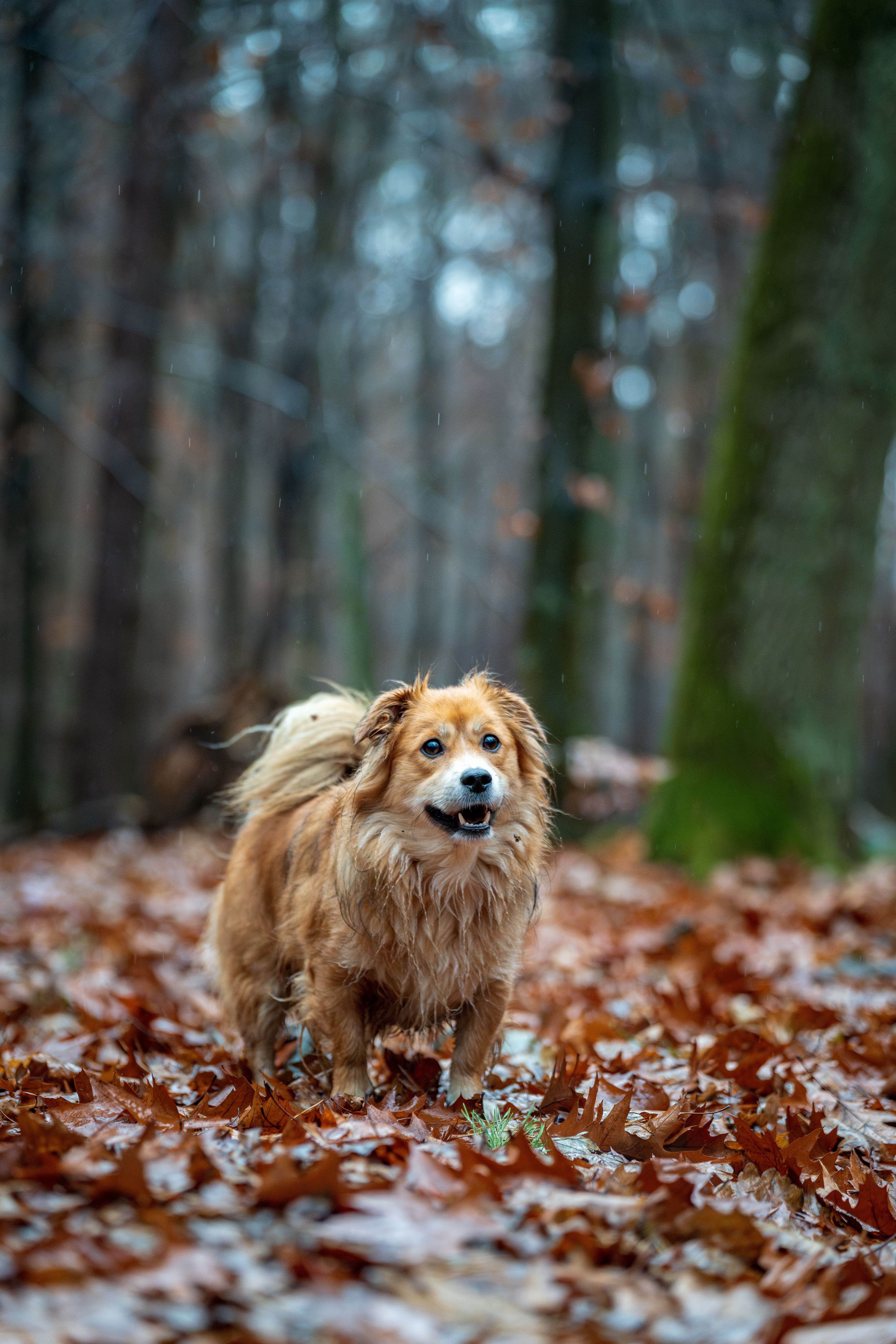 Golden Retriever Mix in Autumn Forest Scene · Free Stock Photo