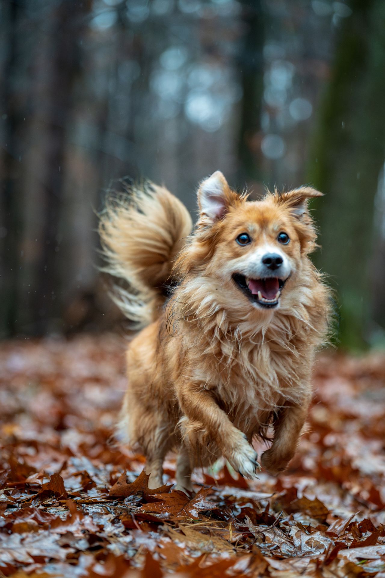 Herbsturlaub mit Hund 2026: Die schönsten Regionen im Oktober