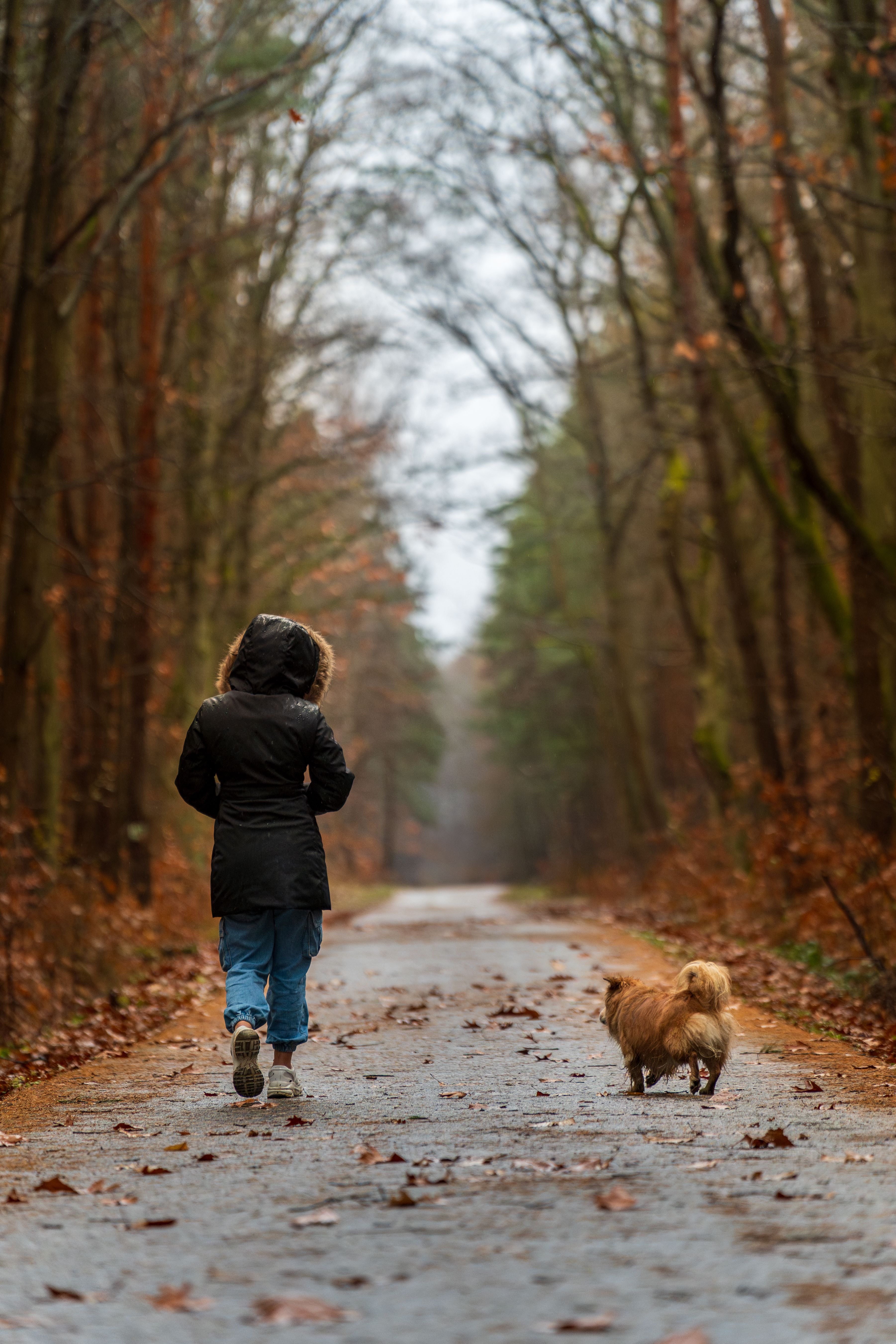 A woman in a black coat walks her small dog along a quiet, autumn forest path.