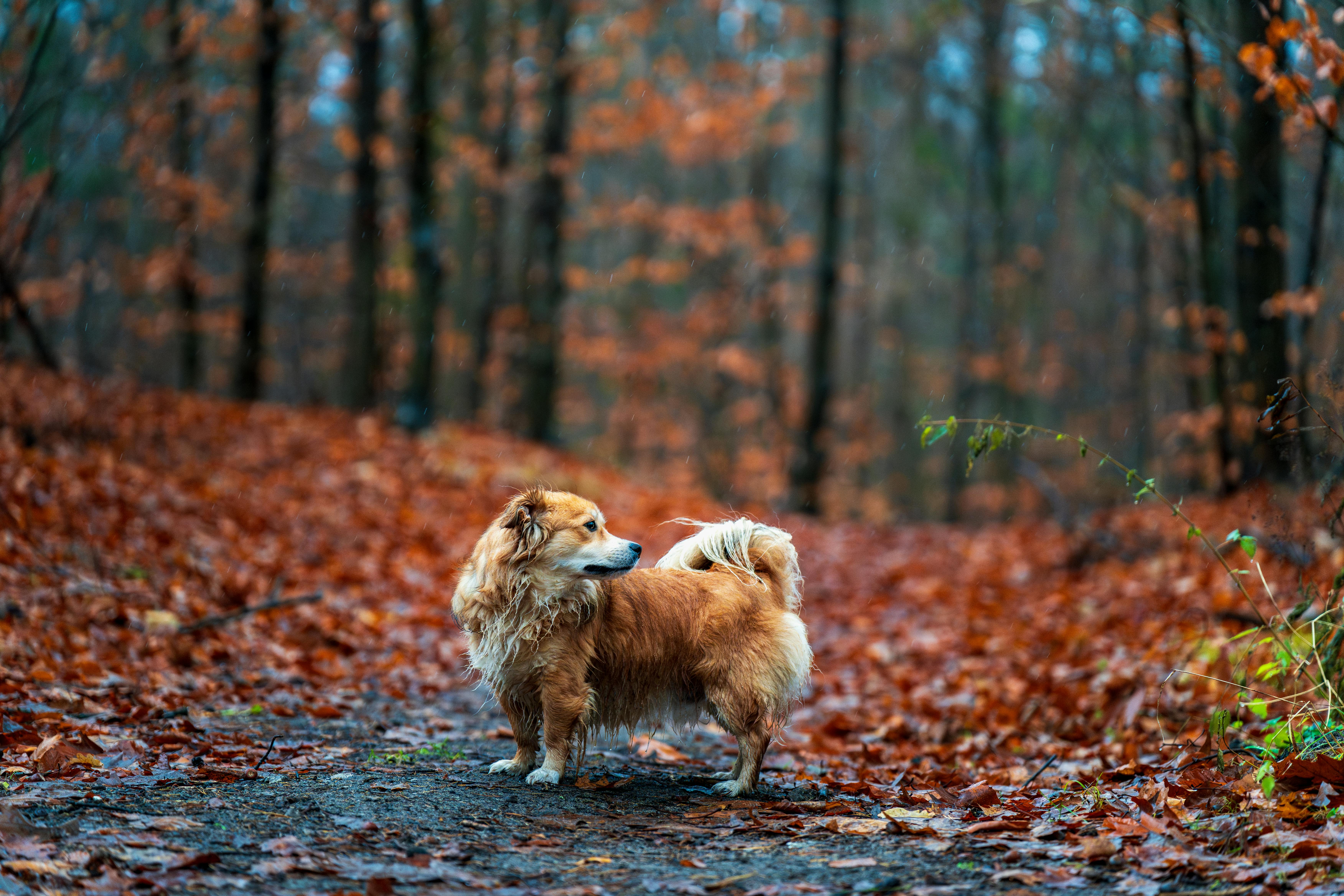 A cute Corgi dog standing on a leaf-covered forest path during autumn, surrounded by colorful trees.