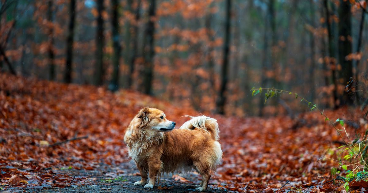 Teutoburger Wald mit Hund im Herbst 2026: Touren, Regeln & Tipps für OWL