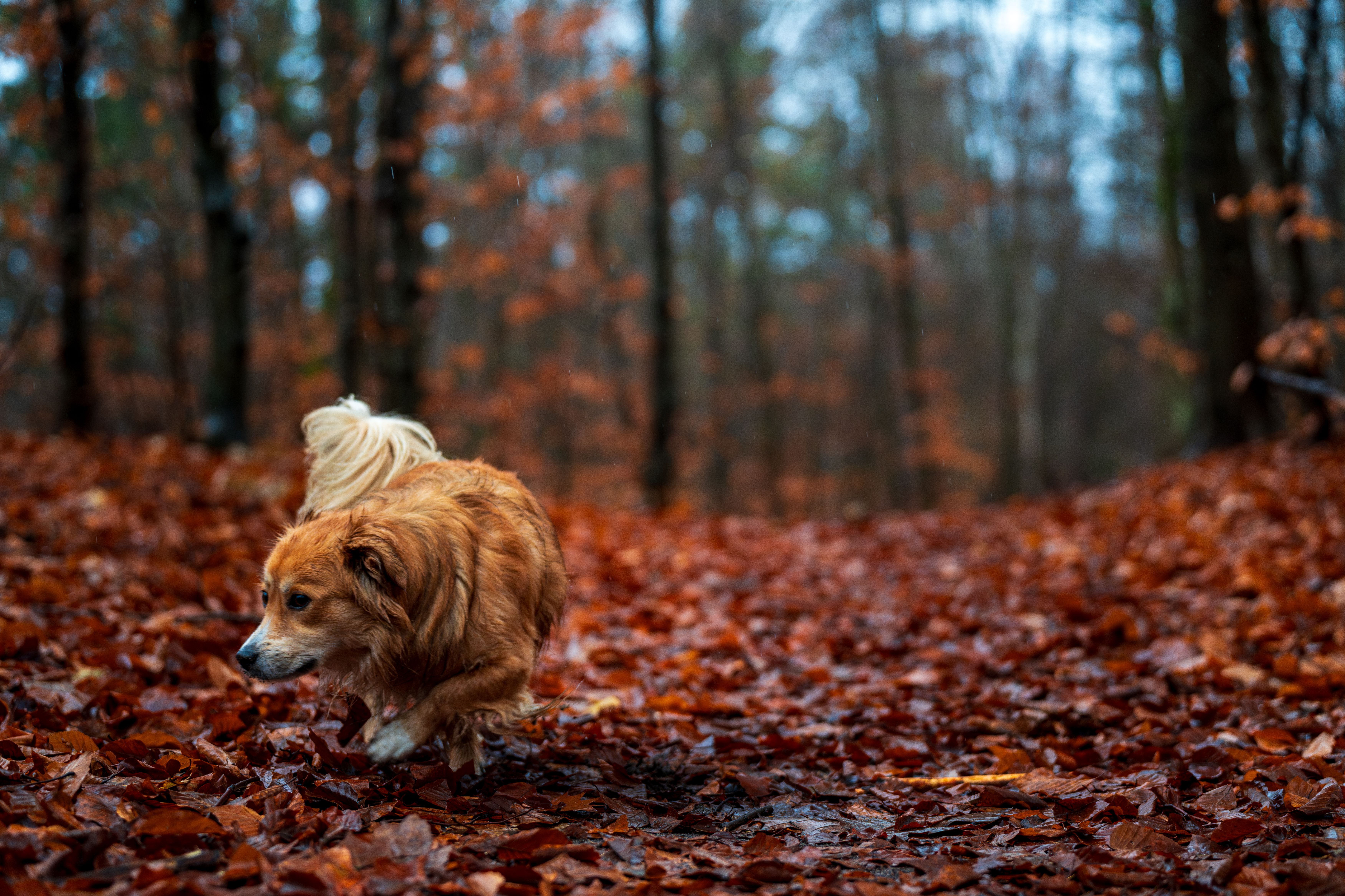 Dog rolling in a patch of dry autumn leaves on a forest trail