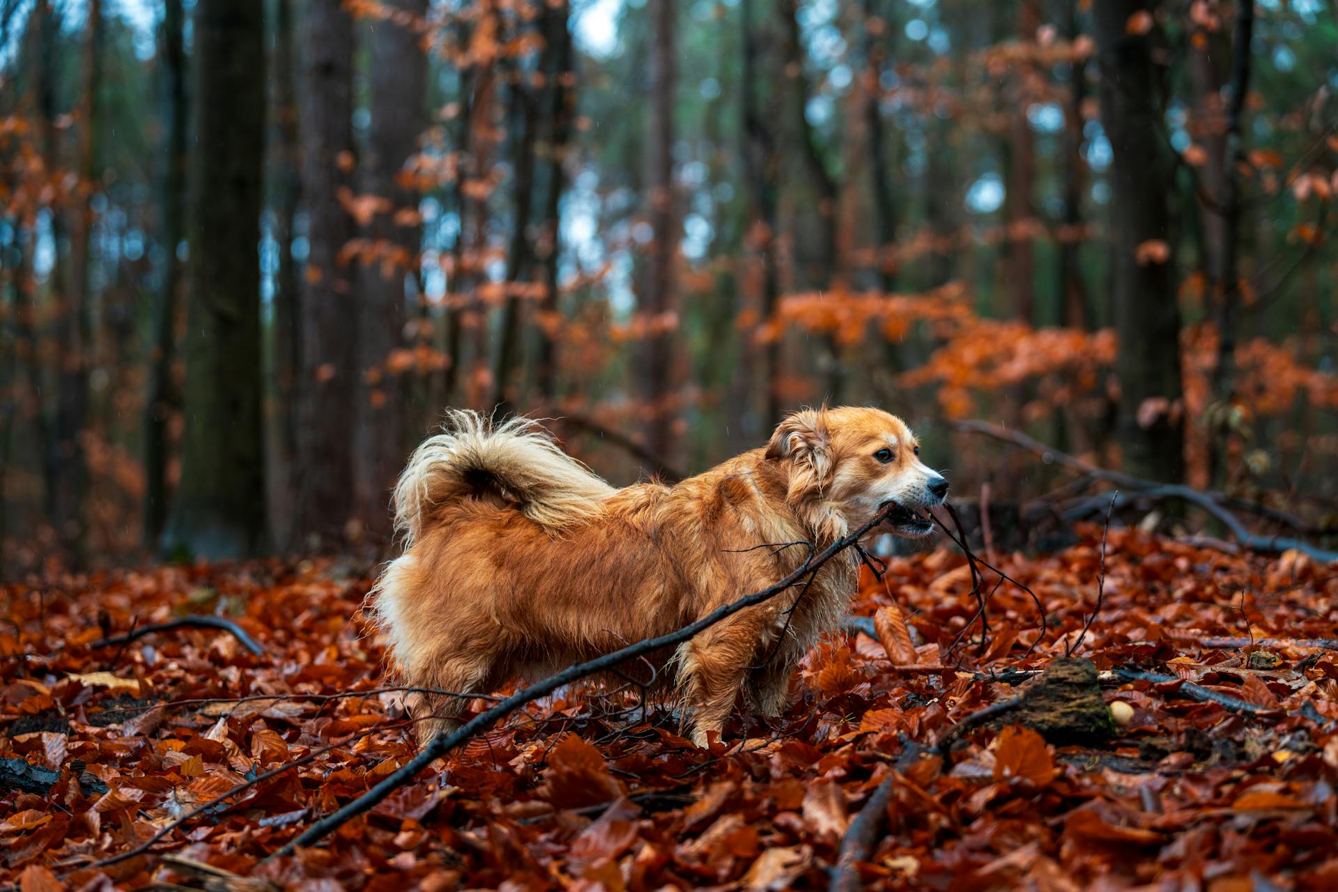 Un golden retriever joue avec un bâton parmi les feuilles d'automne vibrantes dans une forêt.