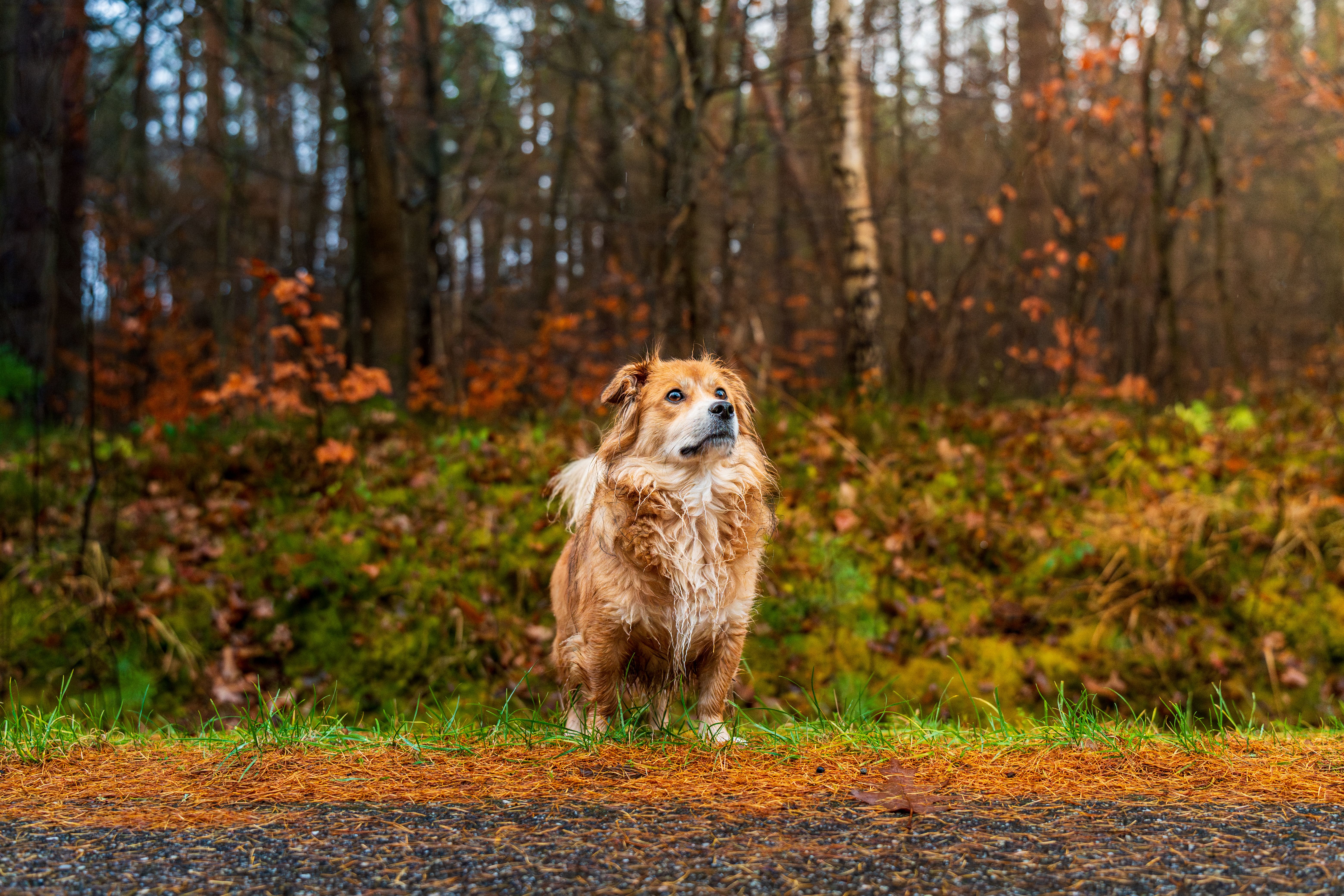 Golden Retriever in a Forest During Fall Season · Free Stock Photo