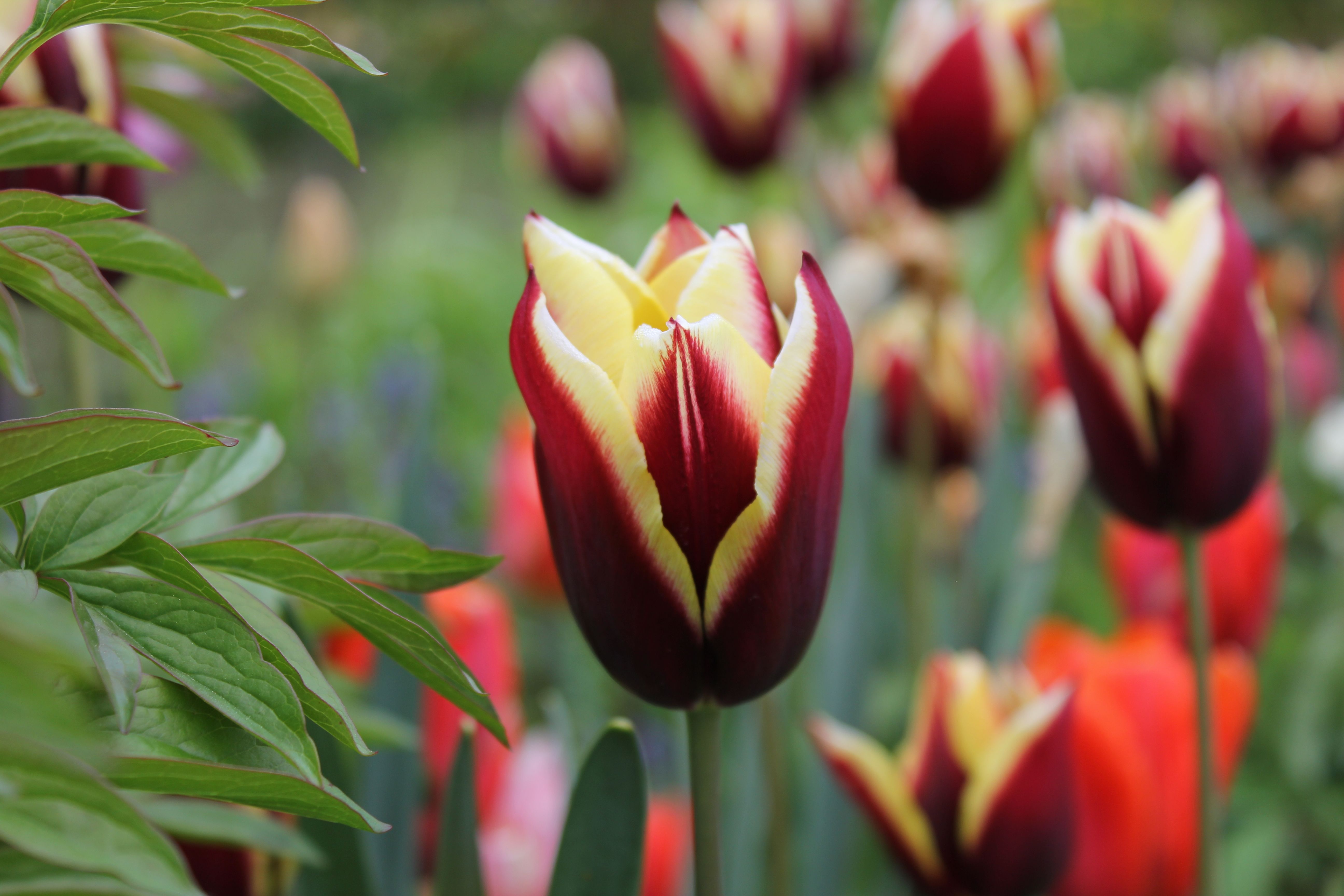Vibrant Spring Tulips in Full Bloom Close-Up · Free Stock Photo