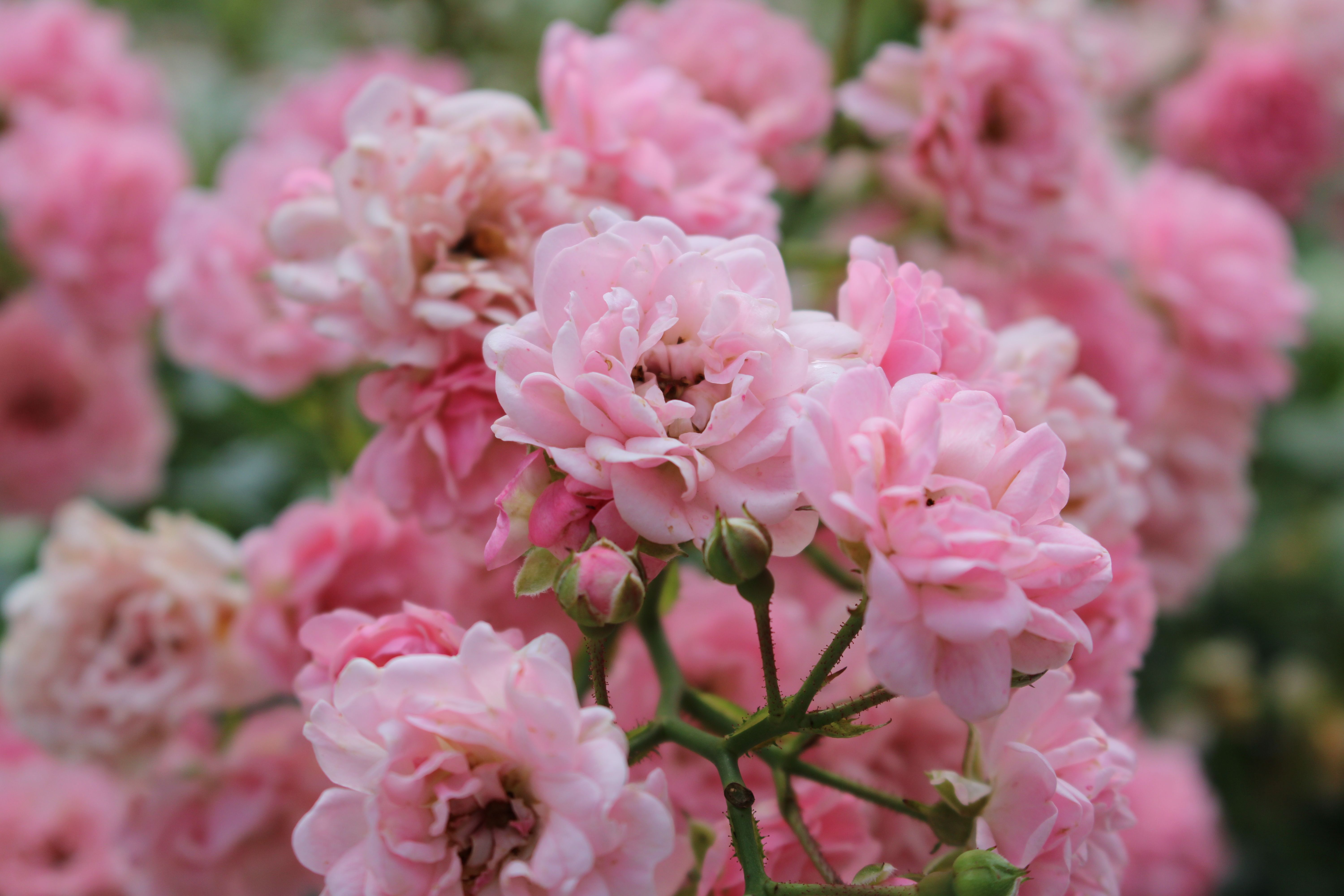 Beautiful Pink Roses in Full Bloom · Free Stock Photo