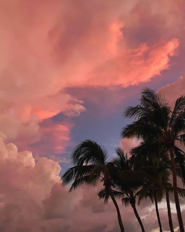 Cây dừa - Cây dừa biểu tượng của một miền đất nắng gió. Cùng ngắm nhìn bức ảnh này để cảm nhận sự thanh bình, yên tĩnh và tươi mát mà cây dừa mang lại. Bức ảnh này sẽ khiến bạn ấn tượng với vẻ đẹp lạnh lùng nhưng cũng đầy sức sống của cây dừa.