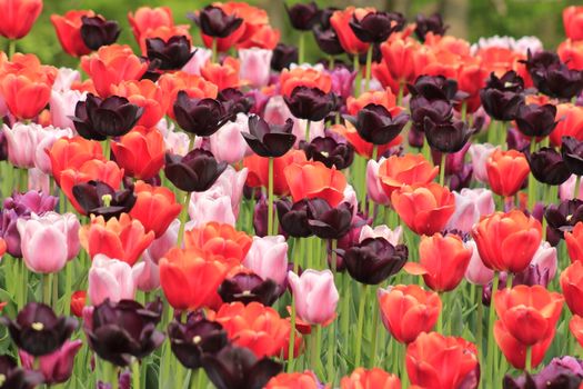 Bright and vivid tulip garden showcasing red, black, and pink tulips in full bloom.