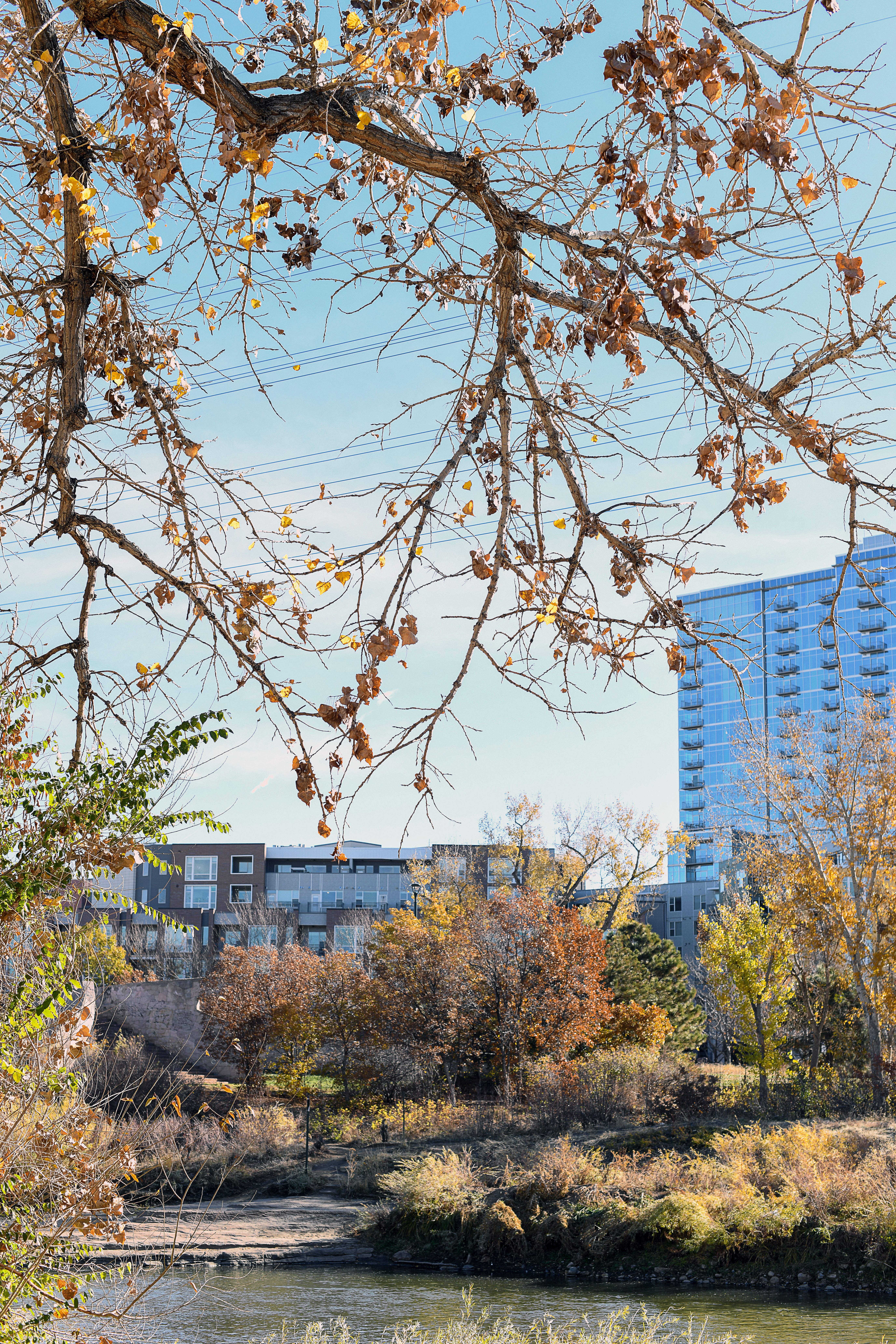 Urban Landscape with Autumn Trees and Buildings · Free Stock Photo