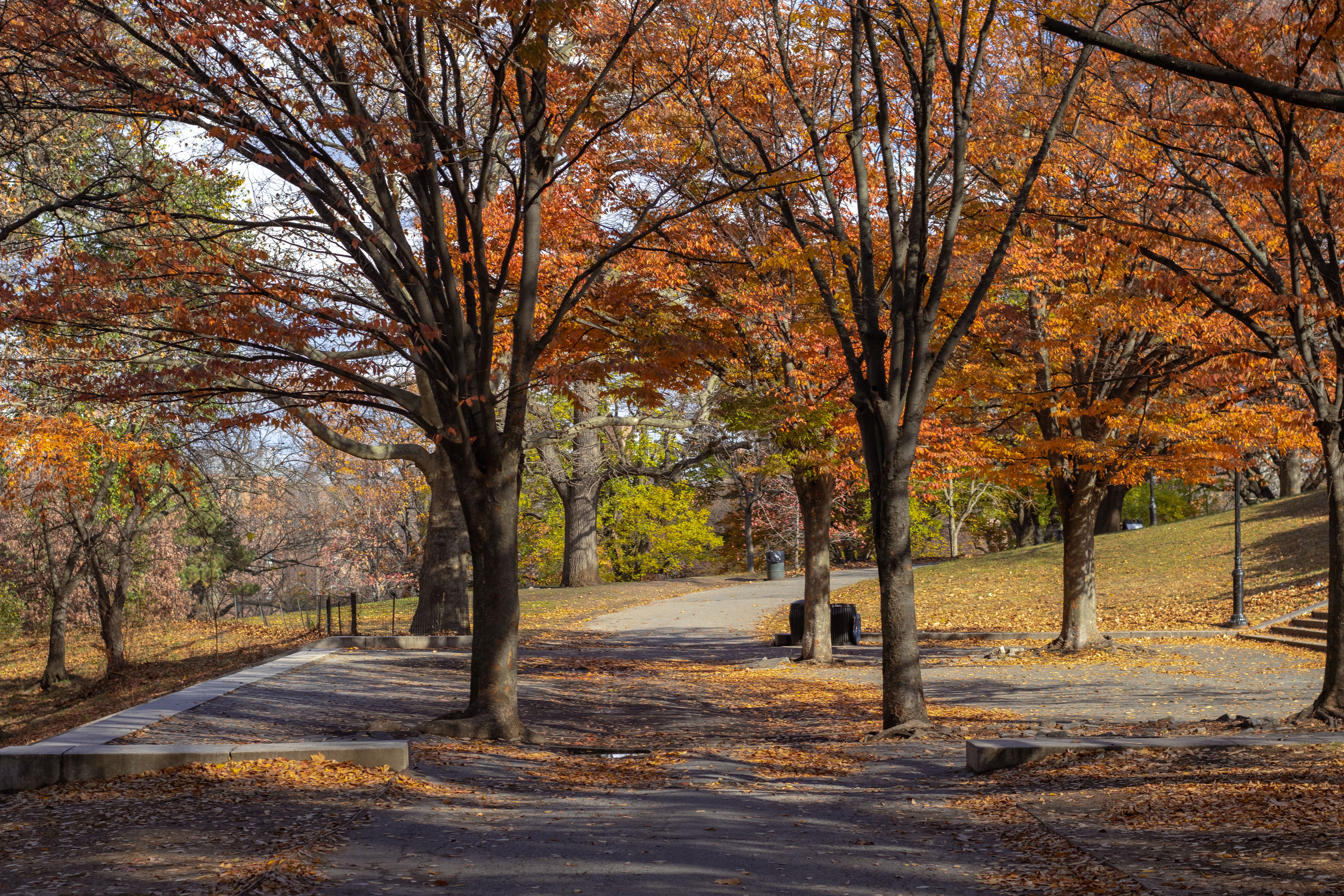 Autumn Pathway Through Scenic Park with Trees · Free Stock Photo