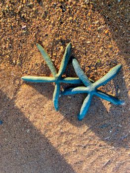 starfish photo