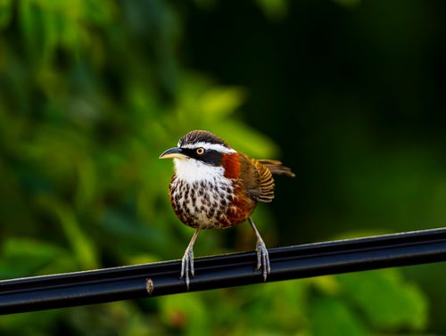 Free Detailed view of a White-browed Thrasher perched on a wire with lush green background. Stock Photo