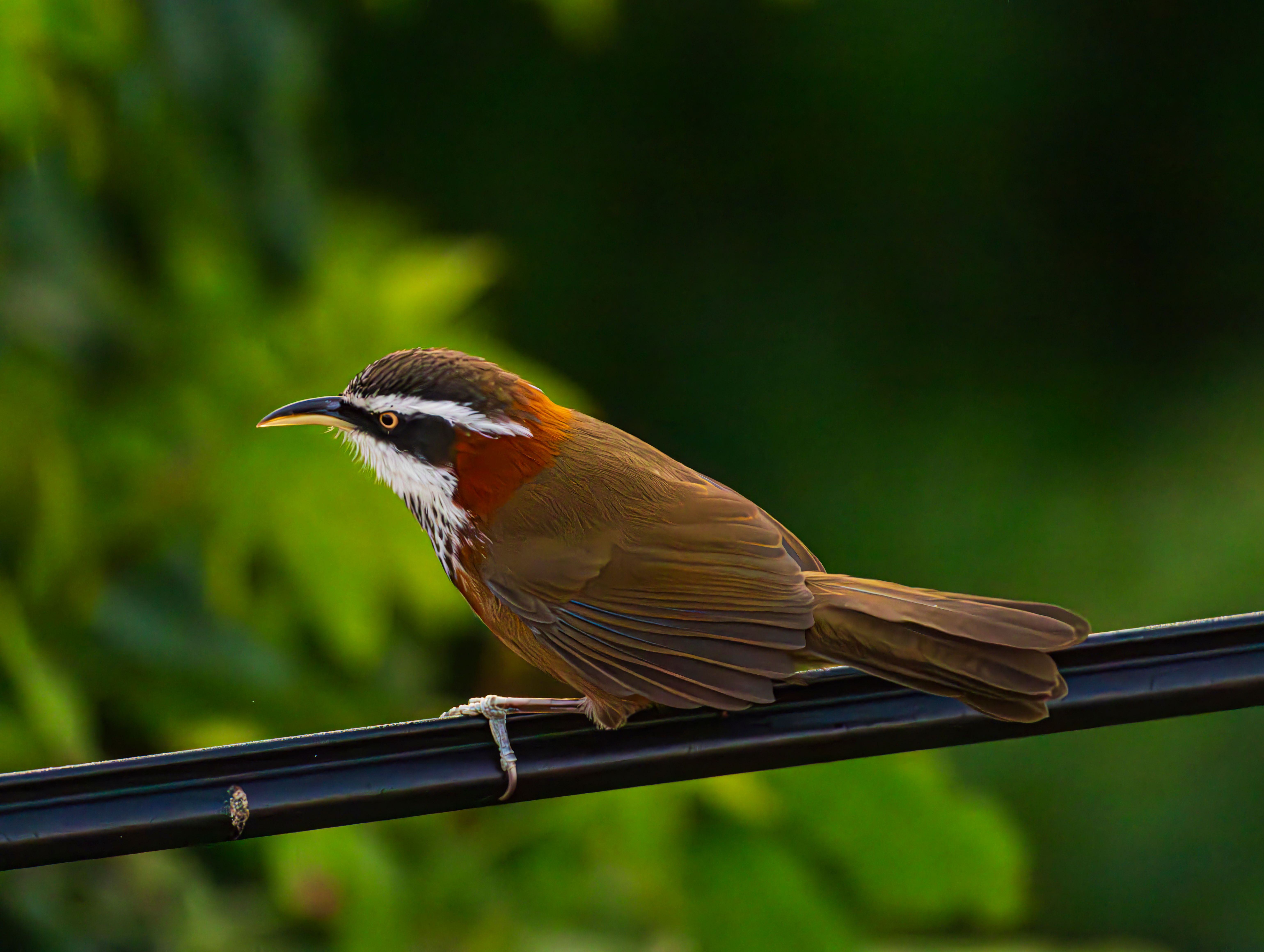 Bird Field Guide Photos, Download The BEST Free Bird Field Guide Stock ...
