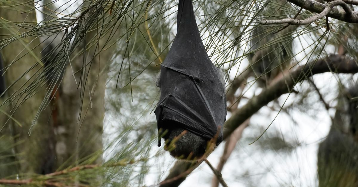 Bat Hanging in Pine Tree in Natural Habitat · Free Stock Photo