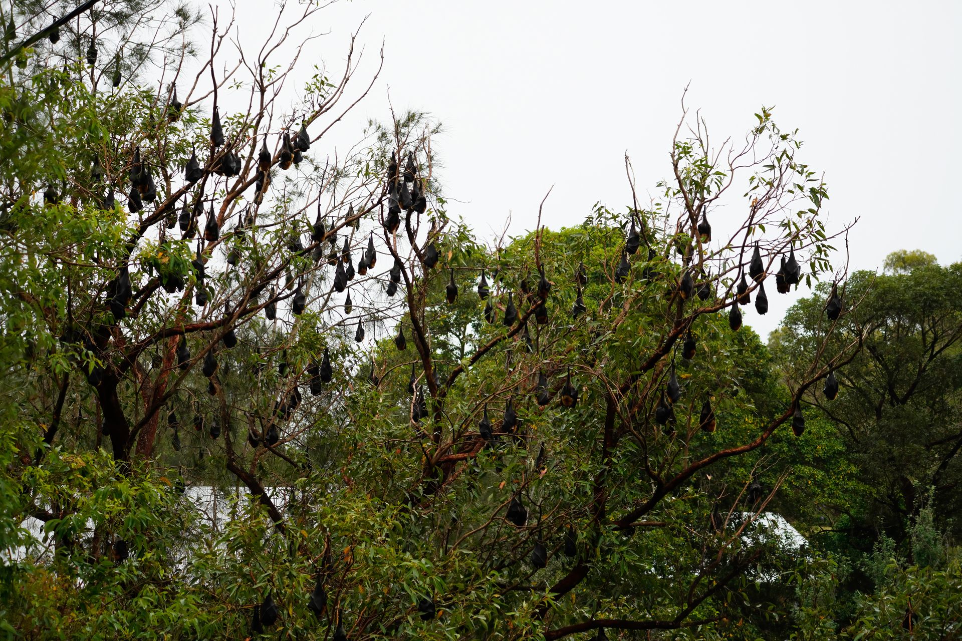 Bats hanging from tree branches in a natural woodland setting.