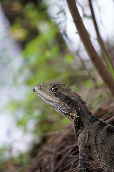 lizard photo