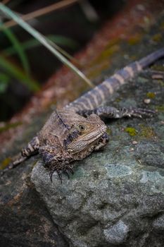 lizard photo