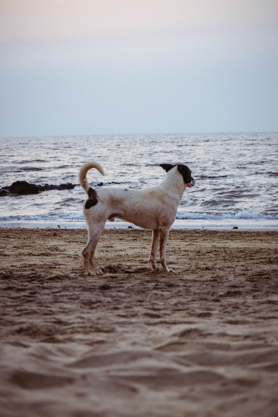 Arambol Beach photo 8