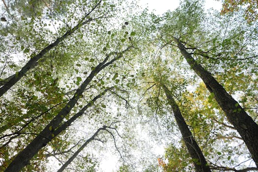 Looking up at a tranquil forest canopy with tall trees and vibrant green leaves.