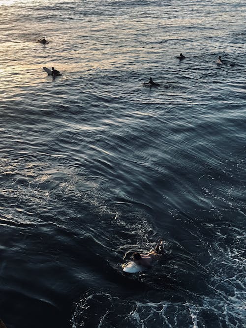 Persone Con Tavole Da Surf