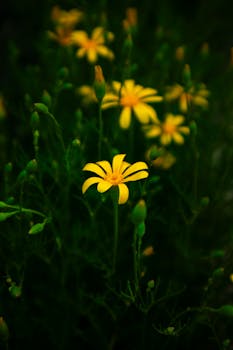 Yellow daisies blooming in a dark, lush garden in Ludhiana, India.
