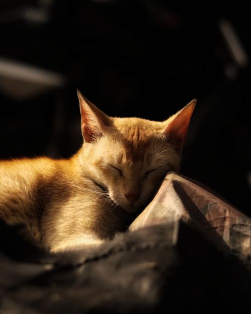 Free Peaceful orange cat sleeping in the warm glow of winter sunlight indoors. Stock Photo