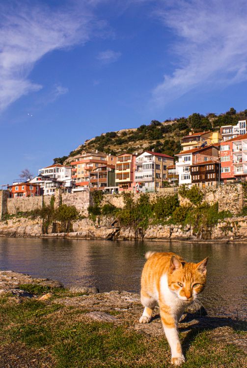 Cat Riverside Charming Orange Tabby Cat by Scenic Riverside · Free Stock Photo
